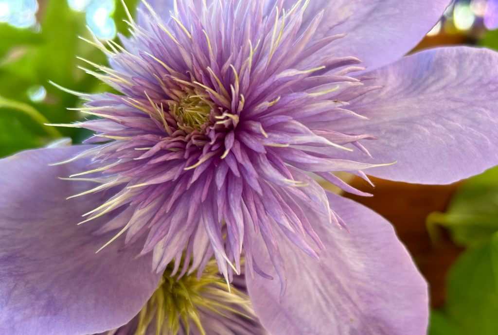 The Silent Nature of&nbsp;Blooming