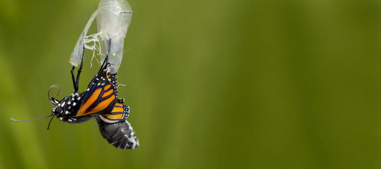 The Beauty of&nbsp;Trans-formation